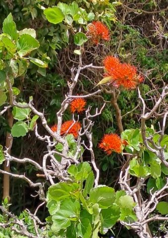 Greyia sutherlandii horizontal inflorescences at stem-tips